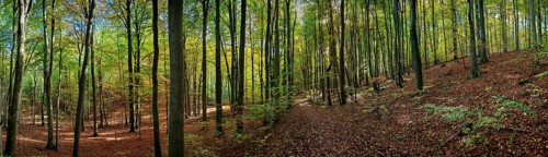 Green forest with tall trees and sunlight falling through the canopy creates a peaceful environment
