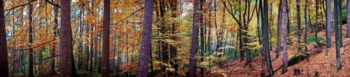 Autumn forest with bright orange leaves and tall trees offers a peaceful and natural atmosphere
