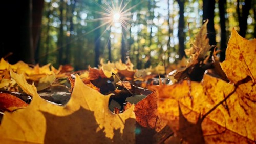 Sun rays illuminate autumn leaves on the forest floor, creating a warm and golden atmosphere in the