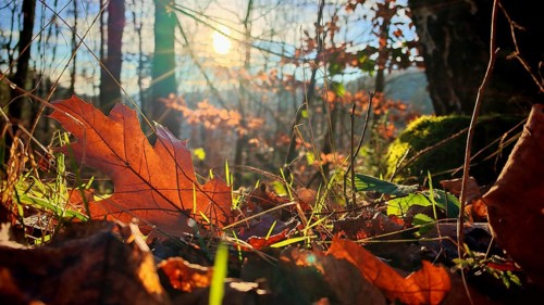 Sunbeams illuminate the autumnal forest floor with red-orange leaves, Franconian Forest nature park