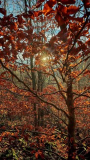 Sunlight floods the autumn leaves of a tree, Frankenwald nature park Park
