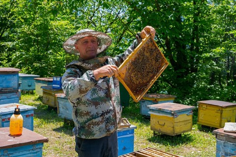 Man wearing camouflage clothes showing beehive frames in apiary, beekeeper, Mingrelia region and