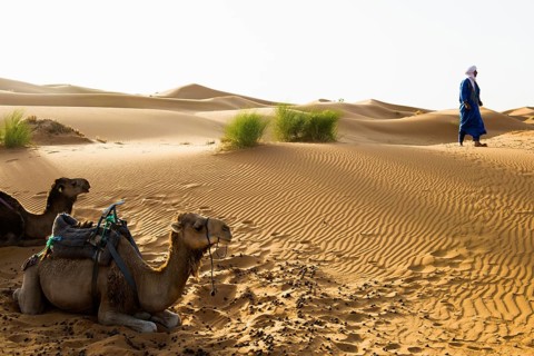 Sand dunes and dromedary, sunrise, near Merzouga, Meknès-Tafilalet region, Erg Chebbi, northern