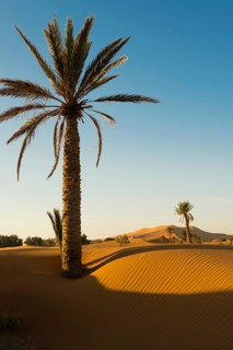 Sand dunes, sunrise, near Merzouga, Meknès-Tafilalet region, Erg Chebbi, northern Sahara, Morocco