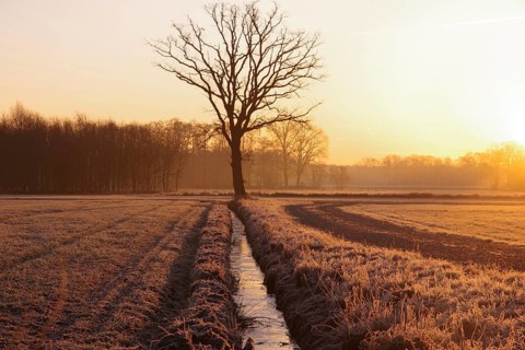 Daybreak, golden hour, frozen, tree, stream, lighting atmosphere, peace, North Rhine-Westphalia,