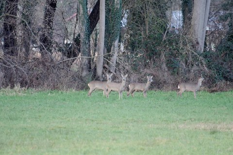 Roe deer (Capreolus capreolus), female, male, jump, meadow, winter, Germany, 2 roebucks and 3 does