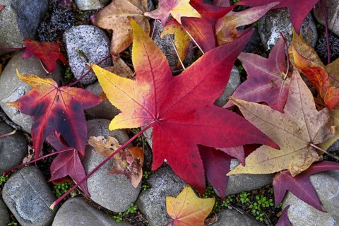 Colourful autumn leaves in a front garden, Achern, Ortenaukreis, Baden-Württemberg, Germany