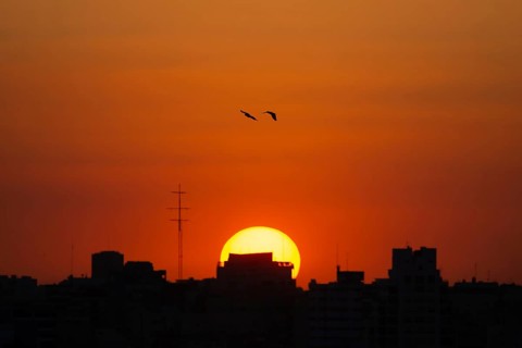 Birds fly towards sunset over the rooftops of Buenos Aires, Argentina, South America