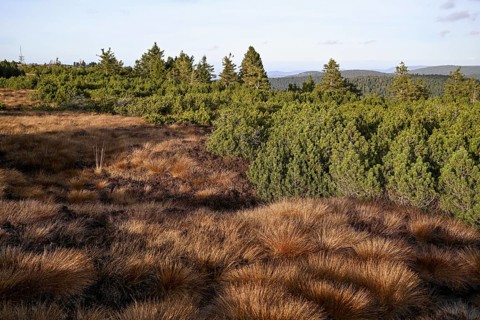 High moor on the Hornisgrinde, Hornisgrinde-Biberkessel nature reserve, municipality of