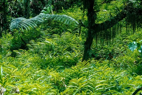 Tropical vegetation, Tahiti, French polynesia