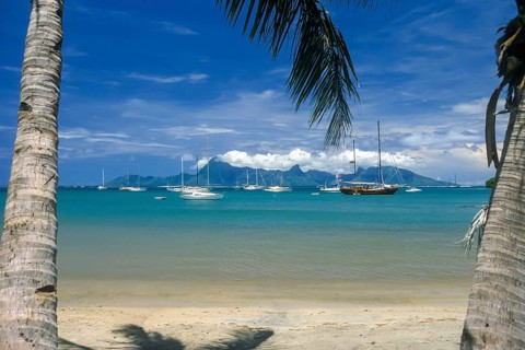 View through two palm trees of sailing yachts and Moorea, Tahiti, Franz. Poynesia