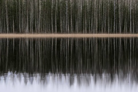 Tight standing, white-black trunks, birch forest on lakeside in winter, forest, multiple exposure,