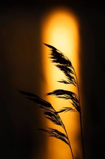 Silhouette of reed stalks, setting sun reflected on sea surface, Finland