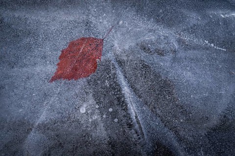 Reddish leaf in the ice layer of a frozen lake, winter, Finland