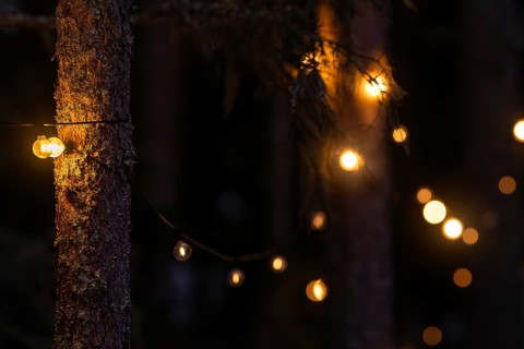 Fairy lights on pine trunks emit warm, soft light and illuminate the dark forest, Bokeh, Finland