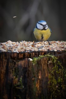 Blue tit (Parus caeruleus) with a sunflower seed in its beak sitting on a tree trunk at a feeding