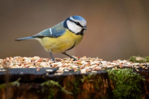 Blue tit (Parus caeruleus) at a feeding site, Baden-Württemberg, Germany
