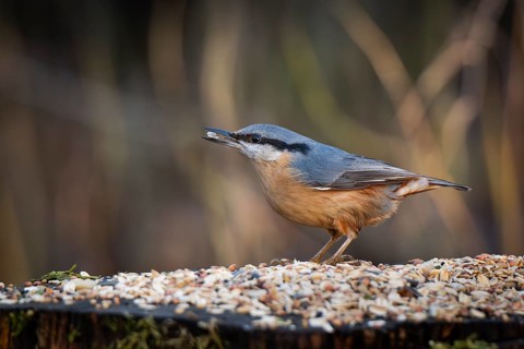 Nuthatch (Sitta europaea) at a feeding site with a sunflower seed in its beak, Baden-Württemberg,