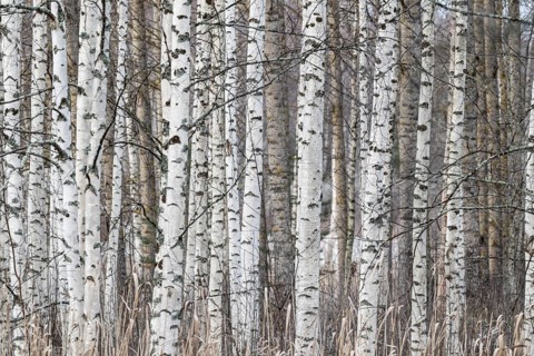 Tight standing, white-black trunks, birch forest in winter, Finland