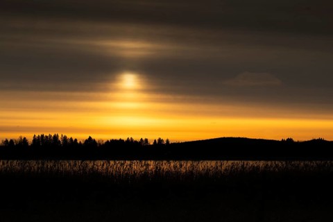 A calm lake at sunset with a yellowish cloudy sky and silhouettes of trees and reeds, Finland