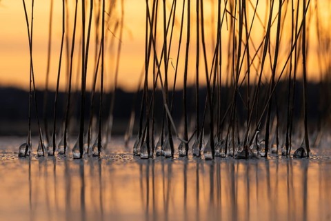 Iced drops on reed stalks, frozen lake, sunset, Finland