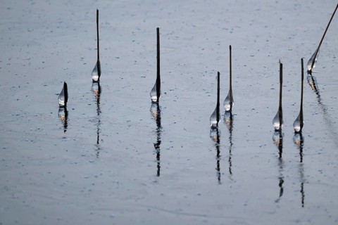 Iced drops on broken reed stalks, frozen lake, Finland