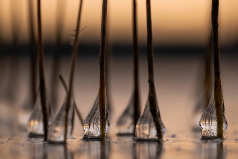 Follow-up of icy drops on reed stalks, frozen lake, Finland