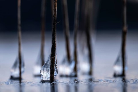 Close-up of icy drops on reed stalks, frozen lake, Finland