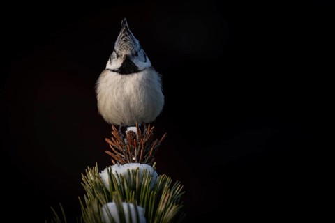 Crested Tit (Parus Scalloped ribbonfish) sitting on branch in pine tree (Pinus) in winter, Korpo or