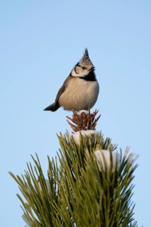 Crested Tit (Parus Scalloped ribbonfish) sitting on branch in pine tree (Pinus) in winter, Korpo or