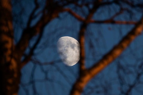 White waxing moon in the evening behind branches and trunk of a birch tree, dividing line between