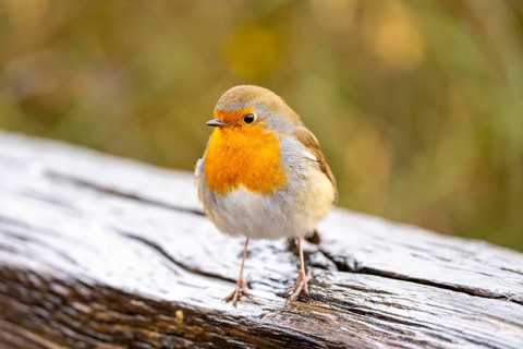 Robin, Erithacus rubecula, small wild bird, up to 14 cm long and weighs only 15-22 grams