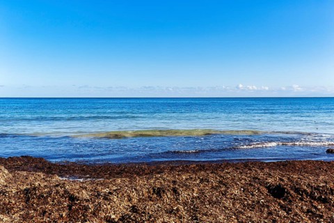Turquoise sea, algae plague, seaweed carpet, washed seagrass, seaweed, Sargassum brown algae, empty