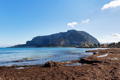 Mondello Bay, coastline, seaweed carpet, washed up seagrass, seaweed, Sargassum brown seaweed,