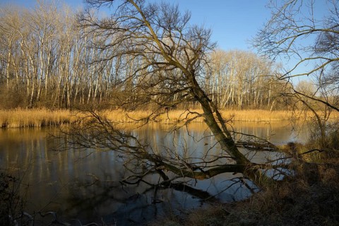 Autumn mood, riparian forest, water, Lower Austria