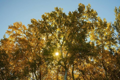 Autumn atmosphere, riparian forest, Lower Austria