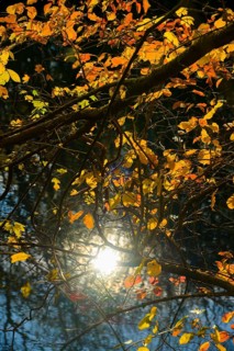 Autumn mood, riparian forest, water, Lower Austria