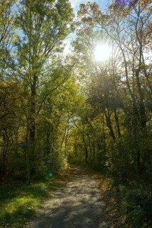Riparian forest, sun, Lobau, hiking trail, Lower Austria