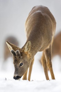 Roe deer (Capreolus capreolus) winter coat, foraging, portrait, snow and frost, leap, narrow deer,