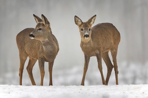 Roe deer (Capreolus capreolus) winter coat, foraging, portrait, snow and frost, leap, narrow deer,