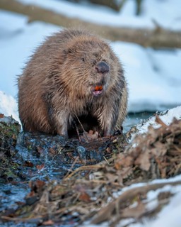 European beaver (Castor fiber) Eurasian beaver, frost and ice, foraging, Middle Elbe, heraldic