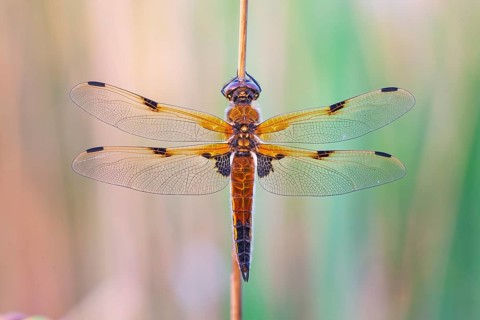 Four-spotted damselfly (Libellula quadrimaculata), Four-spotted chaser, Summer, Sailing dragonfly,