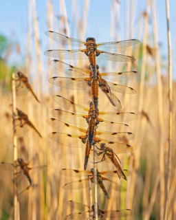 Four-spotted damselfly (Libellula quadrimaculata), Four-spotted chaser, Summer, Sailing dragonfly,