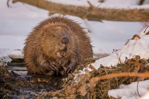 European beaver (Castor fiber) Eurasian beaver, frost and ice, foraging, Middle Elbe, heraldic