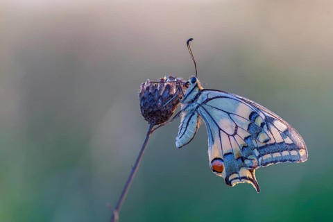 Swallowtail (Papilio machaon) Swallowtail butterfly, Knight butterfly, summer and warmth, natural