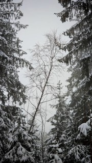 Snow-covered fir trees in a winter forest with a dominant, medium-sized tree species, Rennsteig,