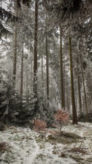 Snowy trees create a peaceful and quiet winter landscape in the forest, Rennsteig, Thuringian