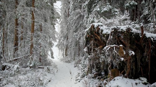 A narrow, snow-covered forest trail leads through thick, snow-covered trees, Rennsteig, Thuringian