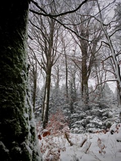 Snowy forest with still trees and a moss-covered trunk in the foreground, Rennsteig, Thuringian