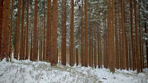 Lonely snow-covered forest with tall firs in quiet winter nature, Rennsteig, Thuringian Forest